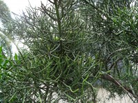 Y39.JPG